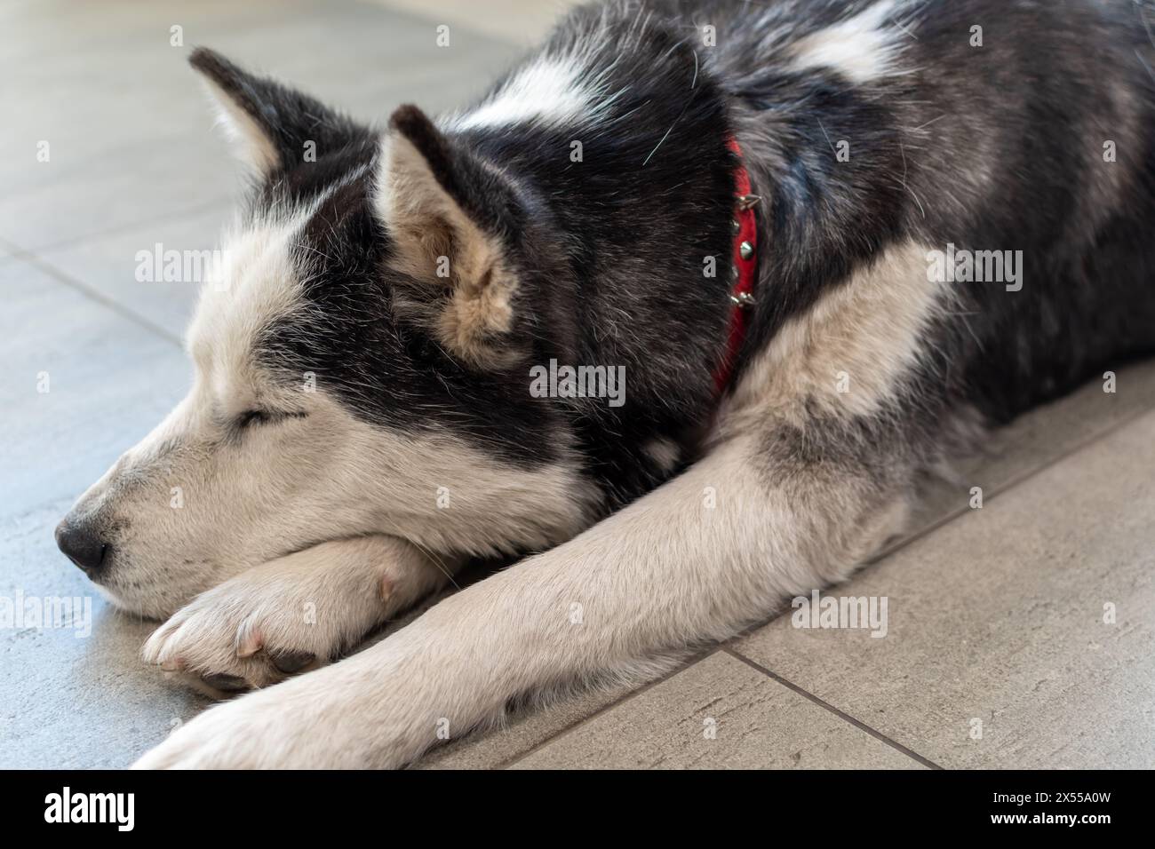 Un husky adulto giace sul pavimento a occhi chiusi Foto Stock