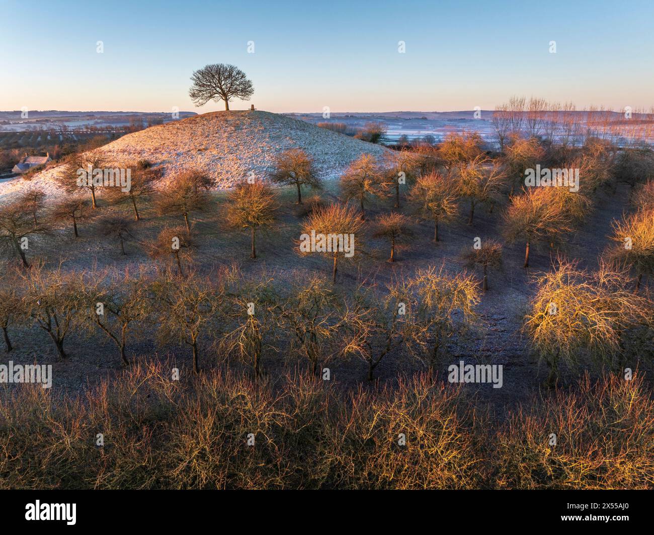 L'unico albero collinare a Burrow Hill Cider Farm, Somerset, Inghilterra. Inverno (gennaio) 2024. Foto Stock