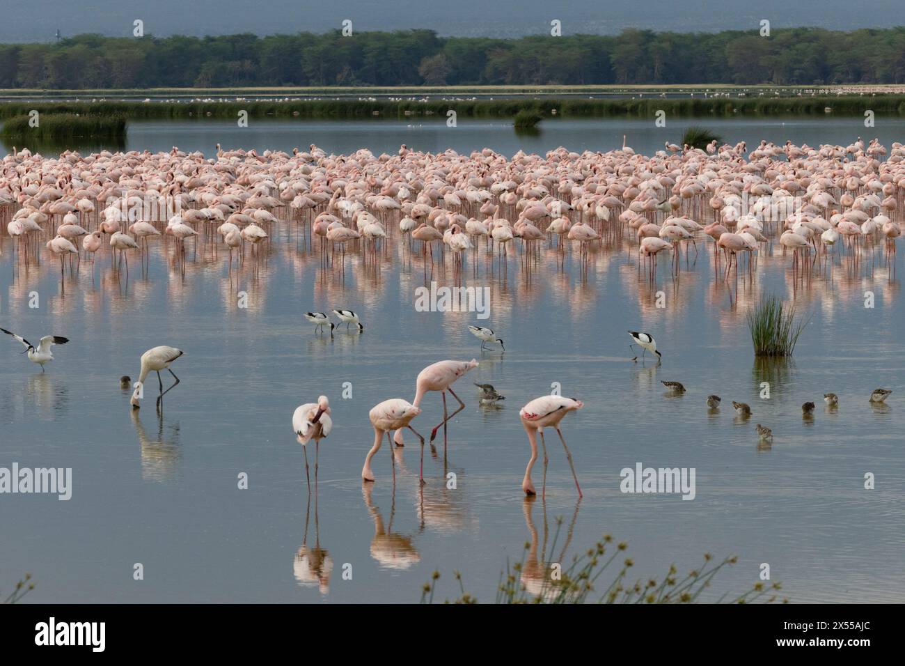 Stormo di fenicotteri sull'acqua al Parco Nazionale di Amboseli nella Contea di Kajiado, Kenya, Africa orientale. Foto Stock