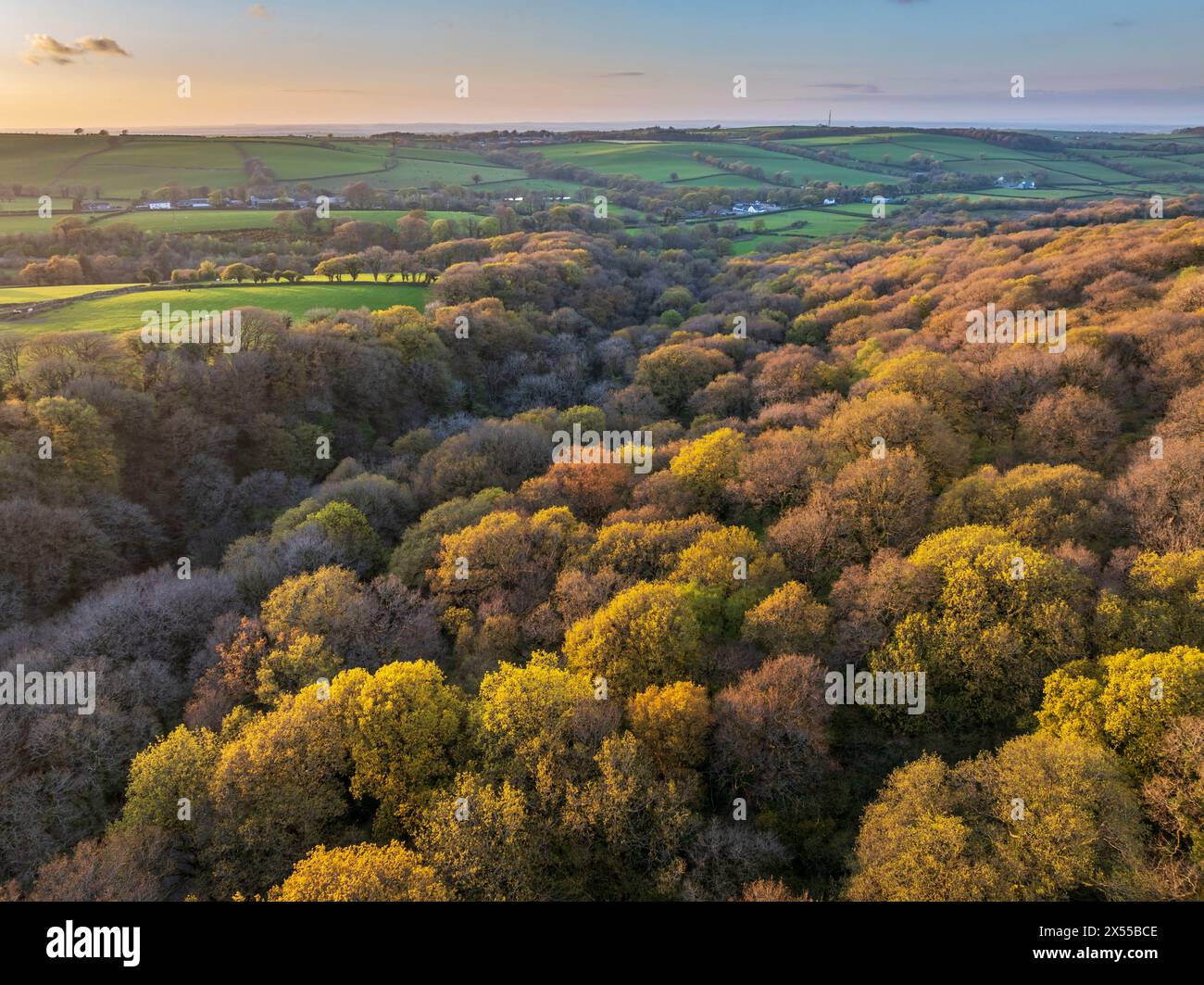 Vista aerea di Meldon Woods nel Dartmoor National Park, Devon, Inghilterra. Primavera (aprile) 2024. Foto Stock