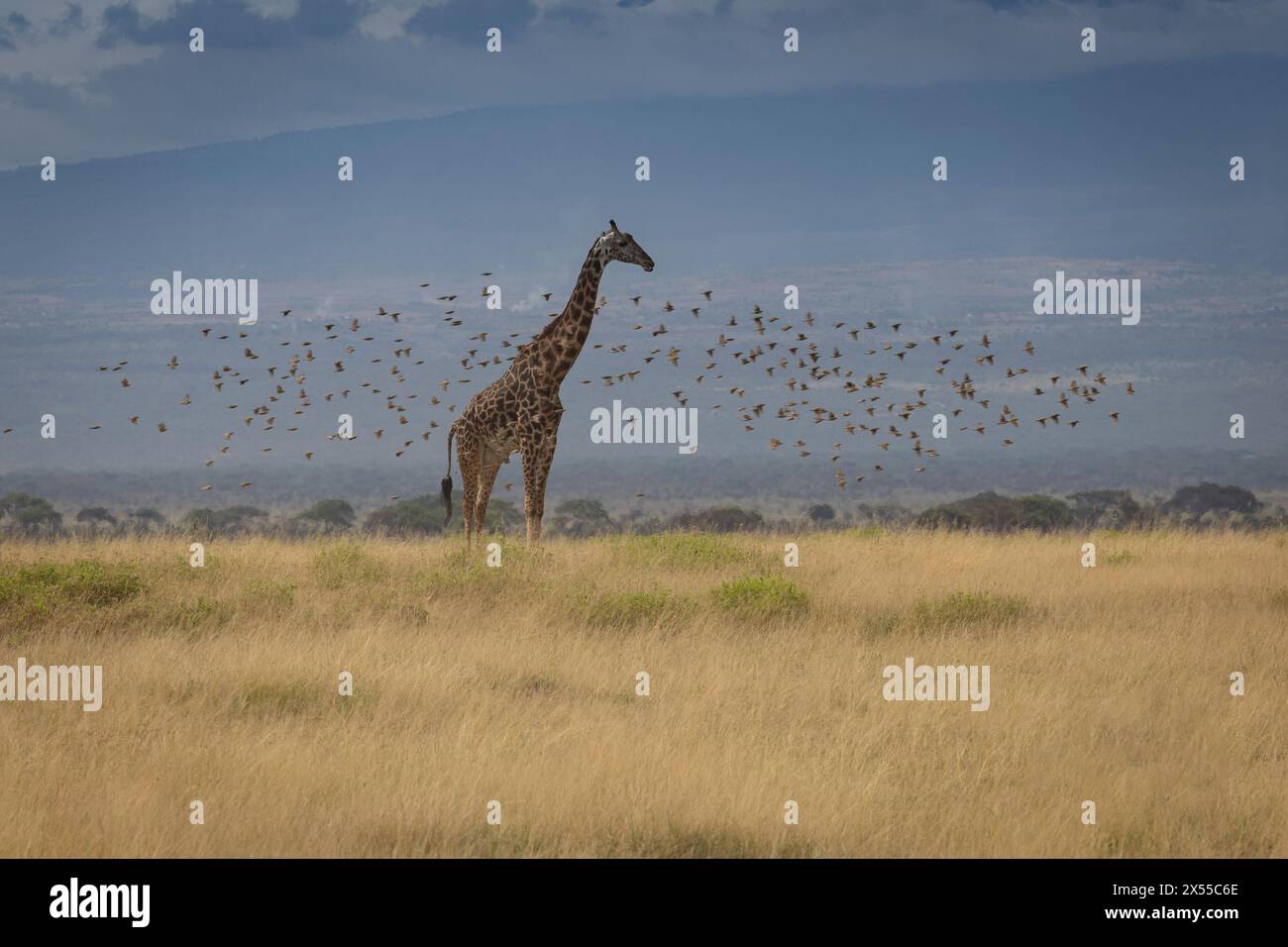 Giraffa e gregge di uccelli al Parco Nazionale di Amboseli nella Contea di Kajiado, Kenya, Africa orientale. Foto Stock