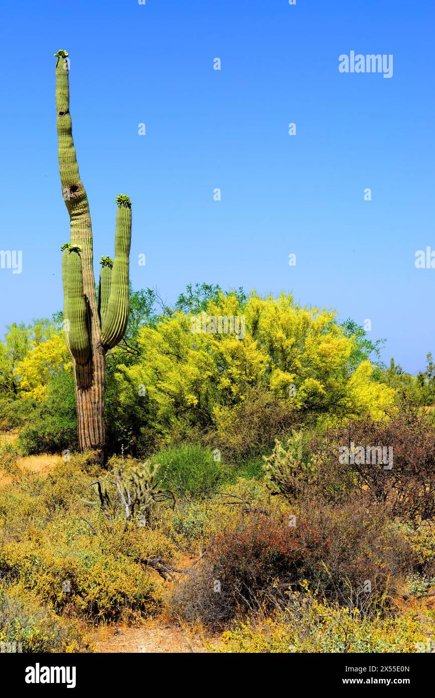 Albero di Palo Verde sonora sorgente desertica e in fiore giallo Foto Stock