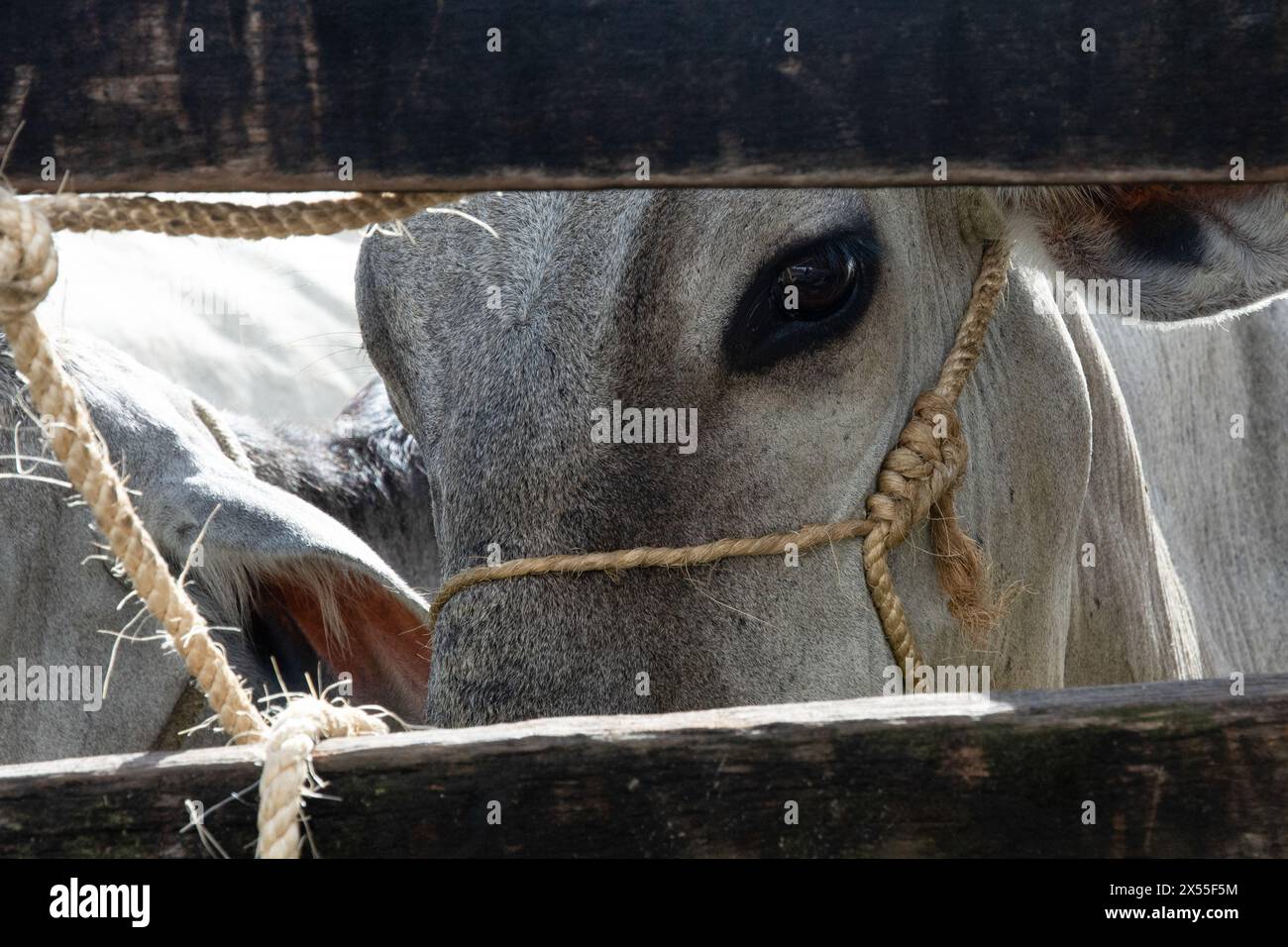 Primo piano della faccia di una mucca bianca nel corral. Vita animale Foto Stock