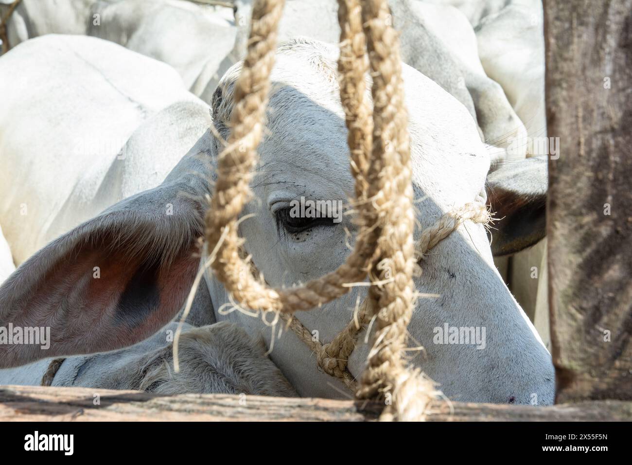 Primo piano della faccia di una mucca bianca nel corral. Vita animale Foto Stock