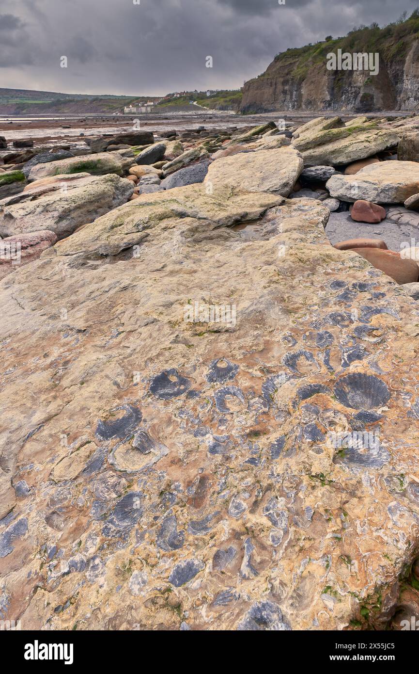 Fossili sulla spiaggia di Robin Hood's Bay, costa dello Yorkshire Foto Stock