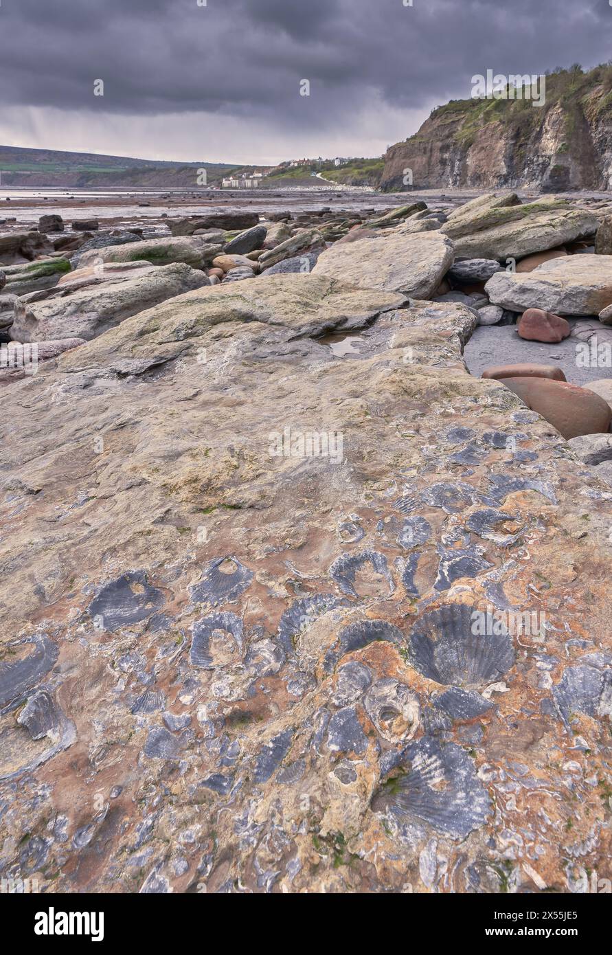 Fossili sulla spiaggia di Robin Hood's Bay, costa dello Yorkshire Foto Stock