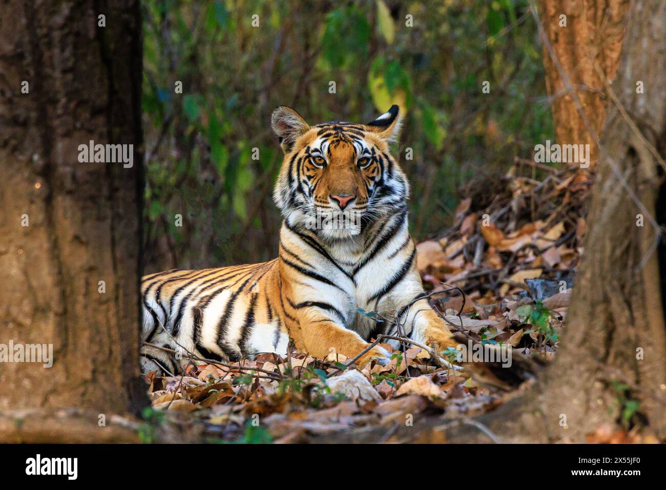 una grande testa di tigre e le spalle sdraiate rivolte in avanti ti guardano intensamente attraverso uno spazio tra due alberi Foto Stock