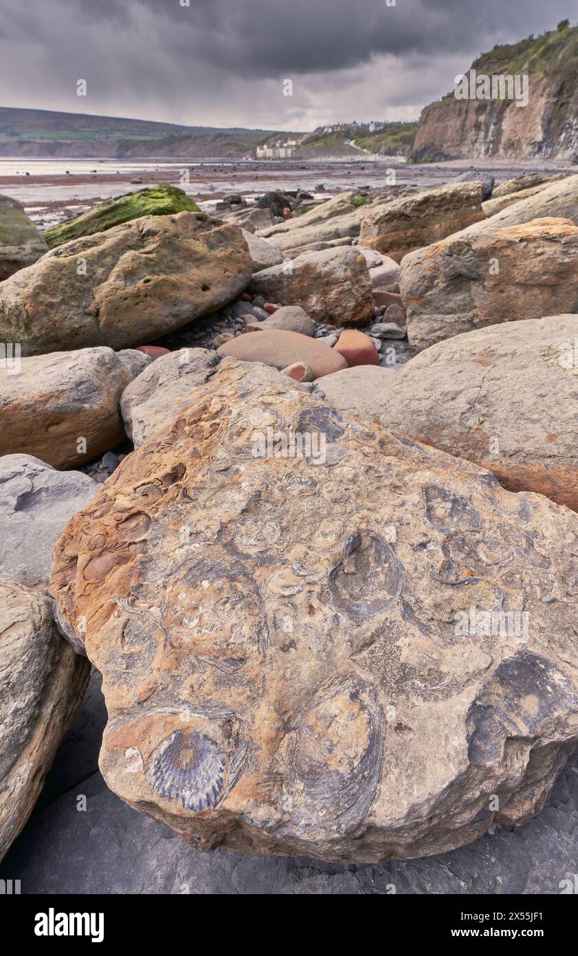 Fossili sulla spiaggia di Robin Hood's Bay, costa dello Yorkshire Foto Stock
