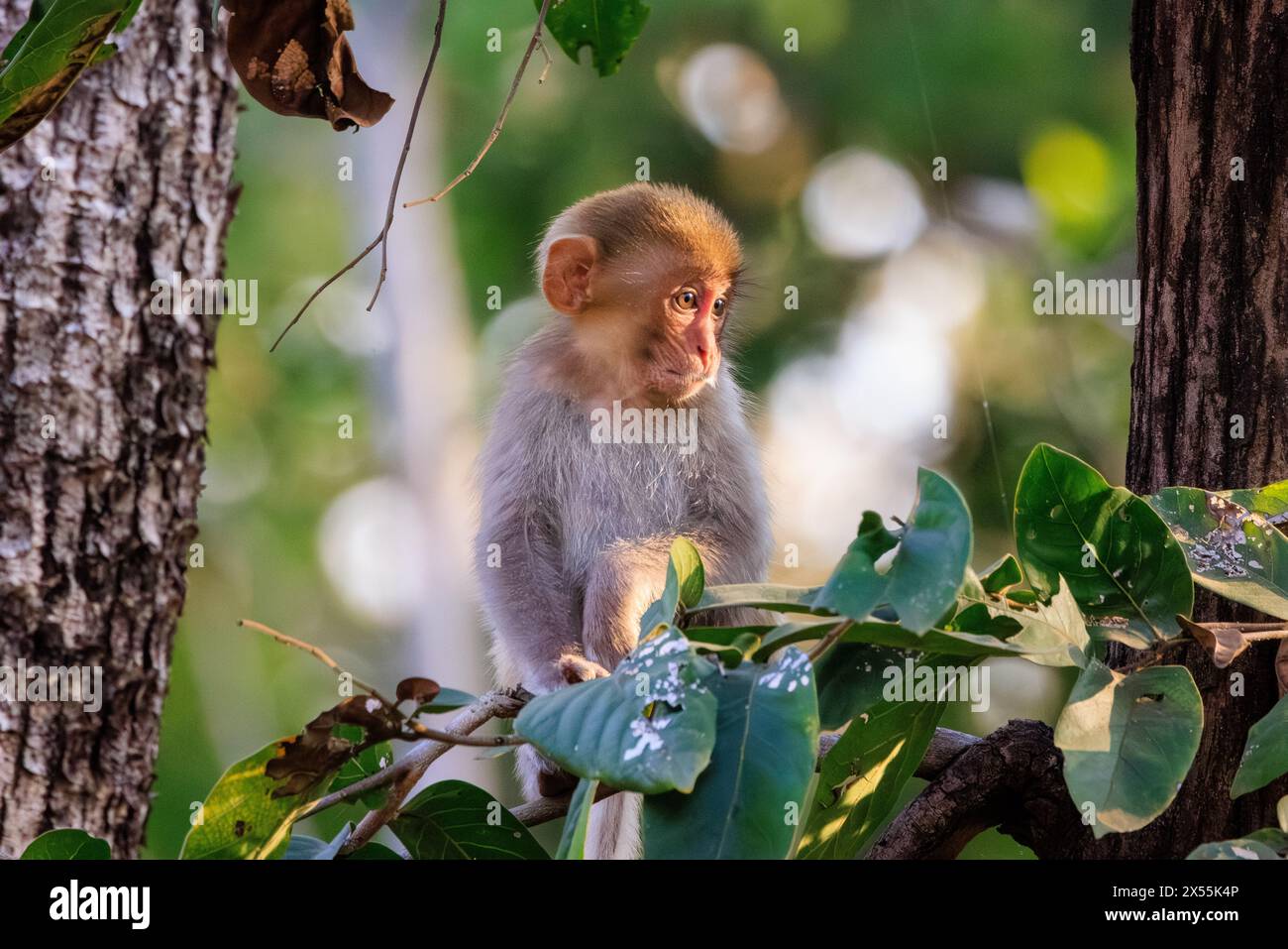 una singola scimmia rhesus si trova su un arbusto verde tra gli alberi nel parco nazionale di pench con il suo volto in una zona di luce solare Foto Stock