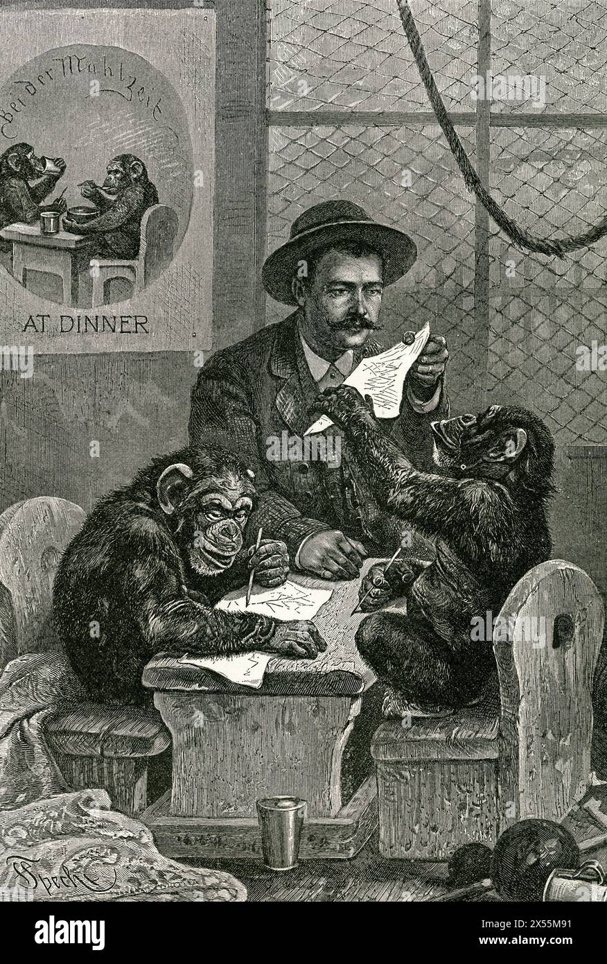 Scimpanzé a scuola / sono stati fatti sforzi per educare i giovani gorilla. Foto Stock