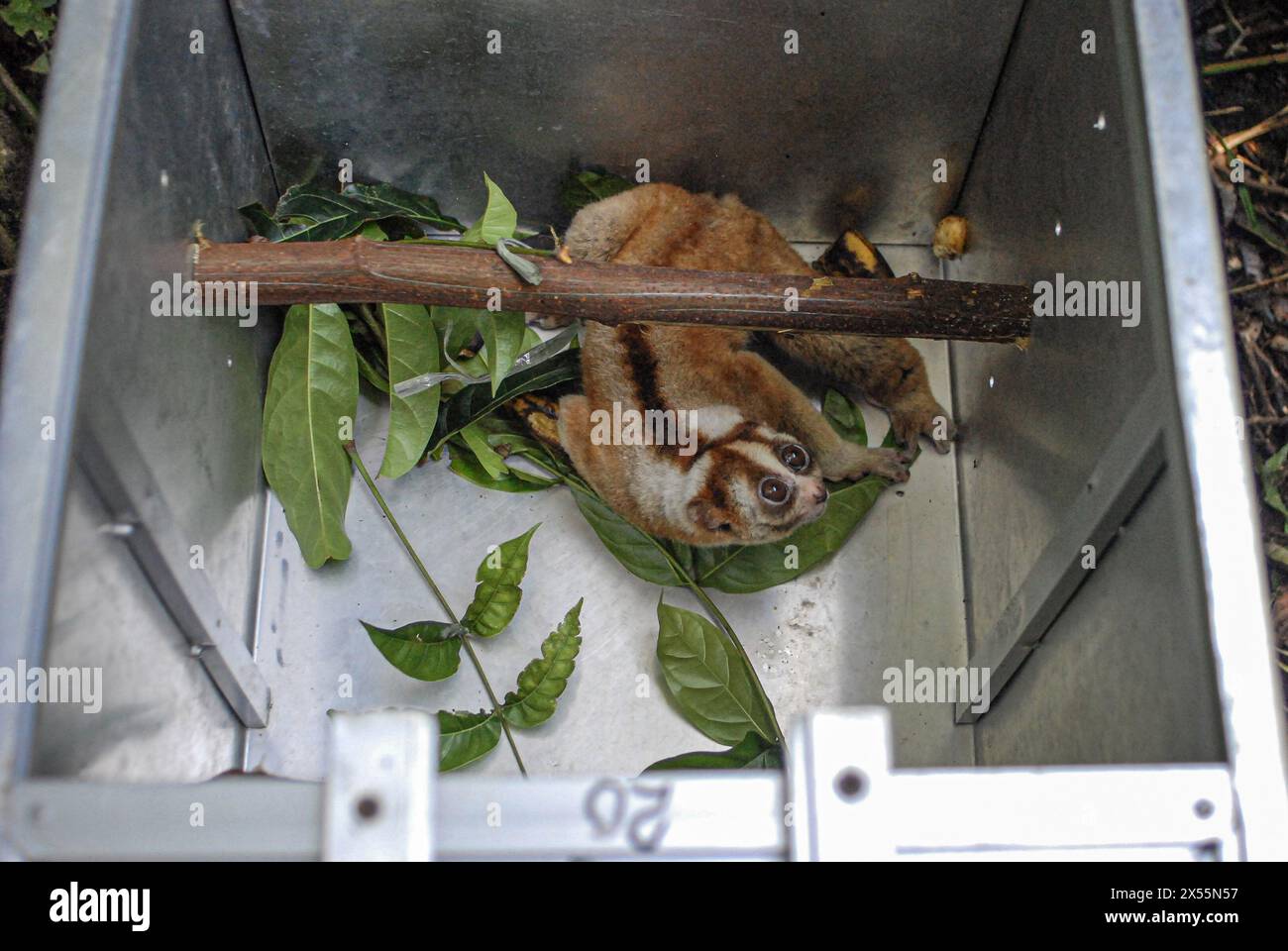 Giava Occidentale, Indonesia. 7 maggio 2024. Un giavan slow loris viene visto in una scatola prima di essere rilasciato in natura a Giava Occidentale, Indonesia, 7 maggio 2024. Sei lori lenti di Giava sono stati rilasciati in natura dopo aver ricevuto un trattamento presso il centro di riabilitazione IAR Indonesia. Crediti: Rangga Firmansyah/Xinhua/Alamy Live News Foto Stock