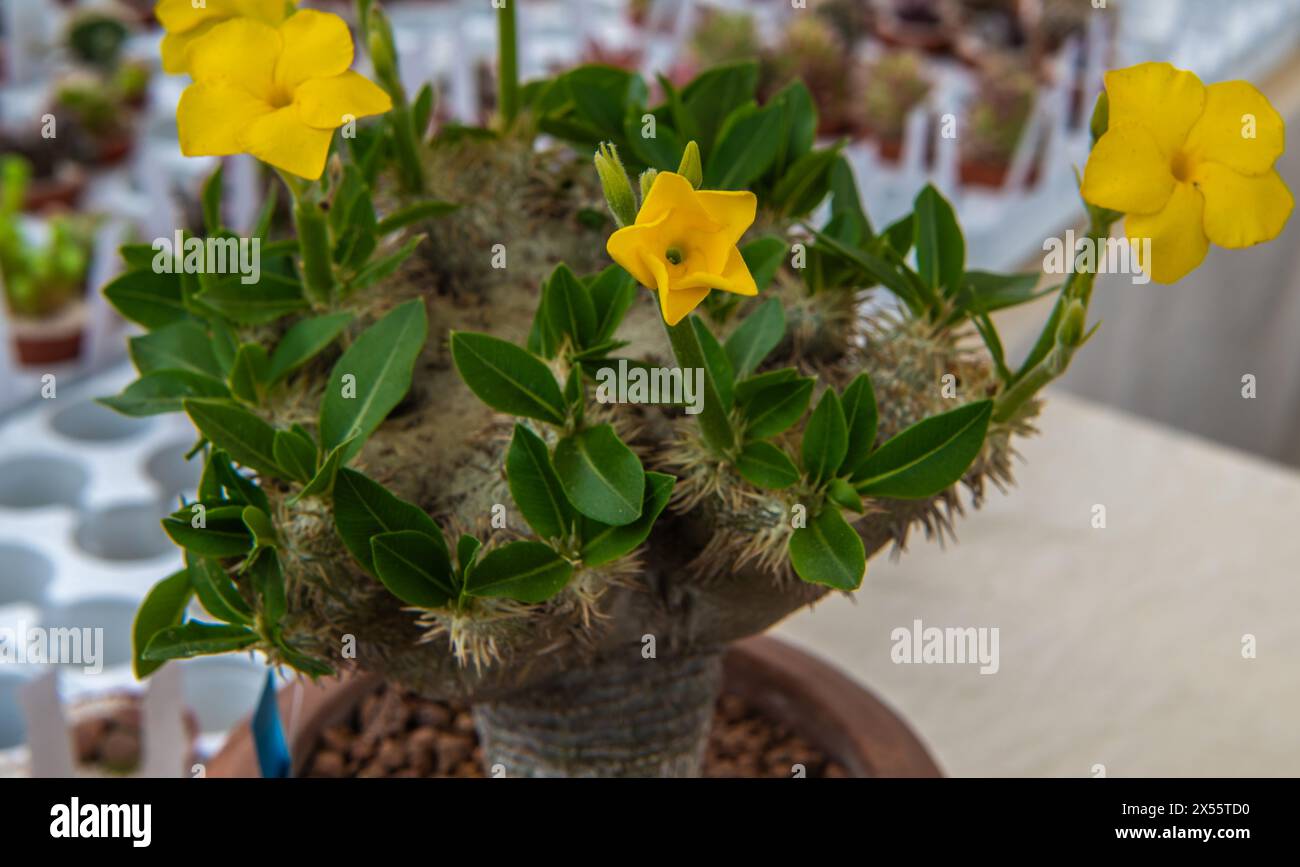 Pachypodium brevicaule, arbusto succulento, farina gialla della pianta, fuoco selettivo Foto Stock