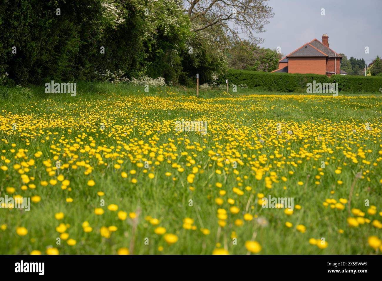Una massa di fiori gialli [Ranunculus] in fiore in un campo vicino a case suburbane all'inizio del no-falce May. Foto Stock