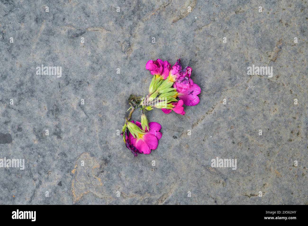 Fiori scartati su un marciapiede Foto Stock