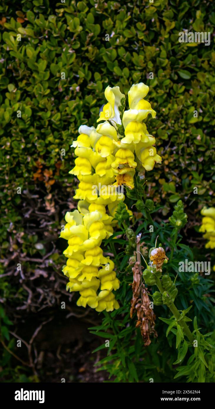Antirrhinum majus, lo snapdrago comune, il fiore del drago, il fiore del cane o il toadflax, bellissimi fiori gialli Foto Stock