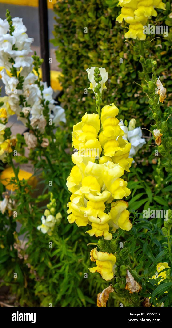 Antirrhinum majus, lo snapdrago comune, il fiore del drago, il fiore del cane o il toadflax, bellissimi fiori gialli e bianchi Foto Stock