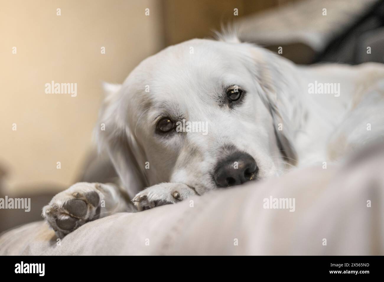 Un cane bianco triste giace sul letto e guarda dritto negli occhi. Un cane Golden Retriever annoiato e pigro. Cane a casa da solo. Un cane educato Foto Stock
