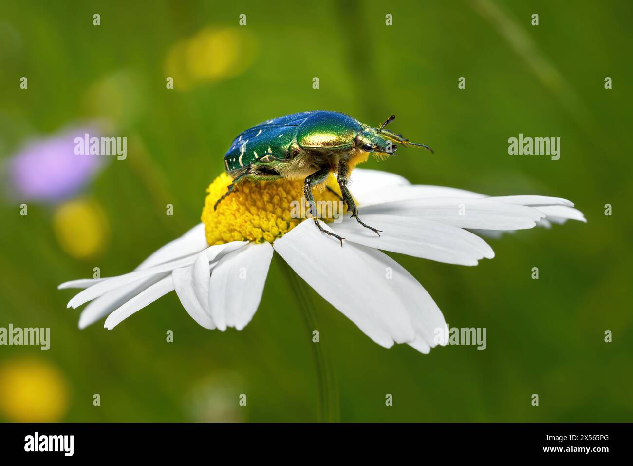 Green Rose Chafer (Cetonia aurata) su una marguerite in un prato fiorito Foto Stock