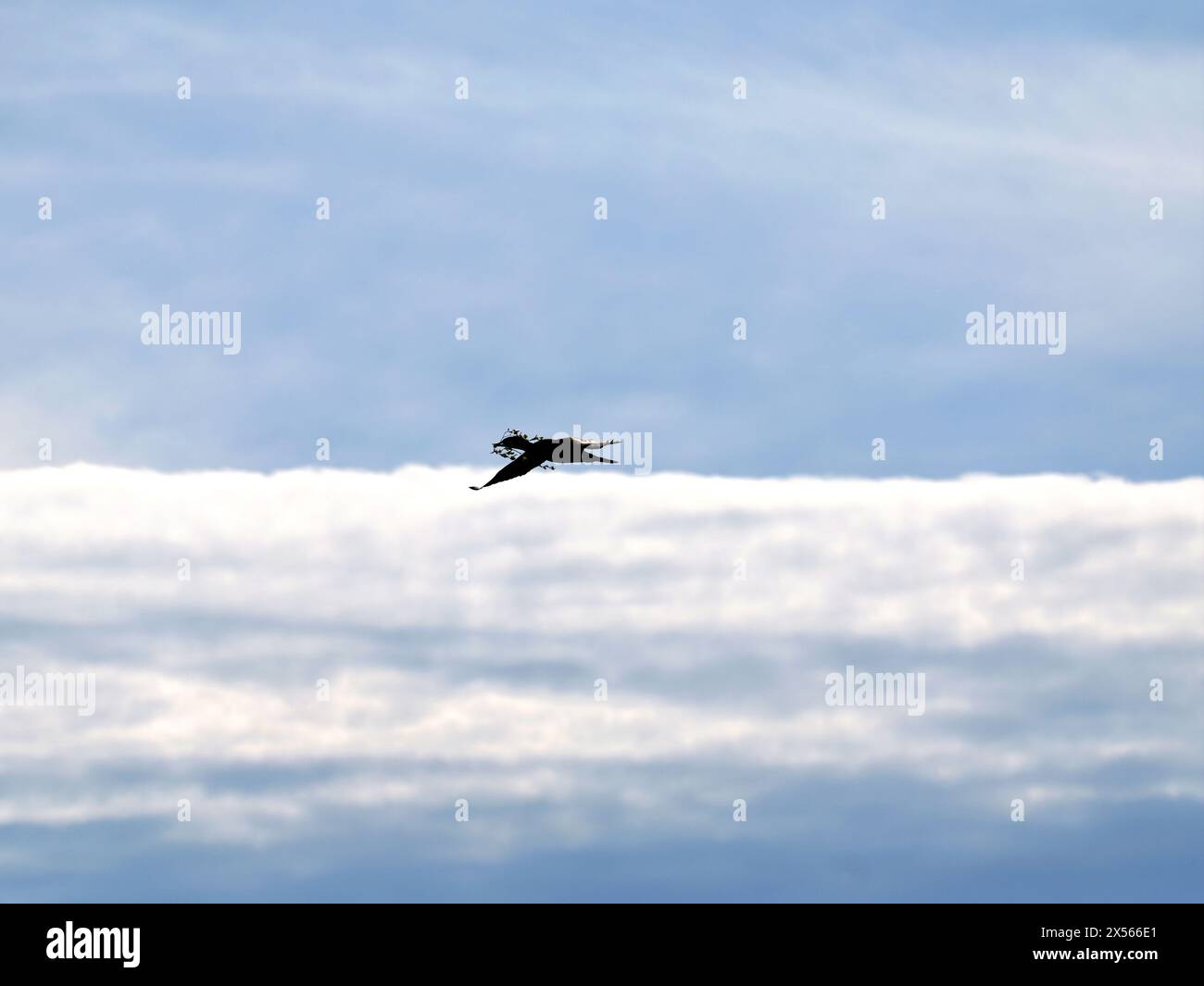 Cormorano volante con delicati ramoscelli nel becco per raggiungere la colonia di riproduzione su ammassi di alberi a Nonnensee Foto Stock