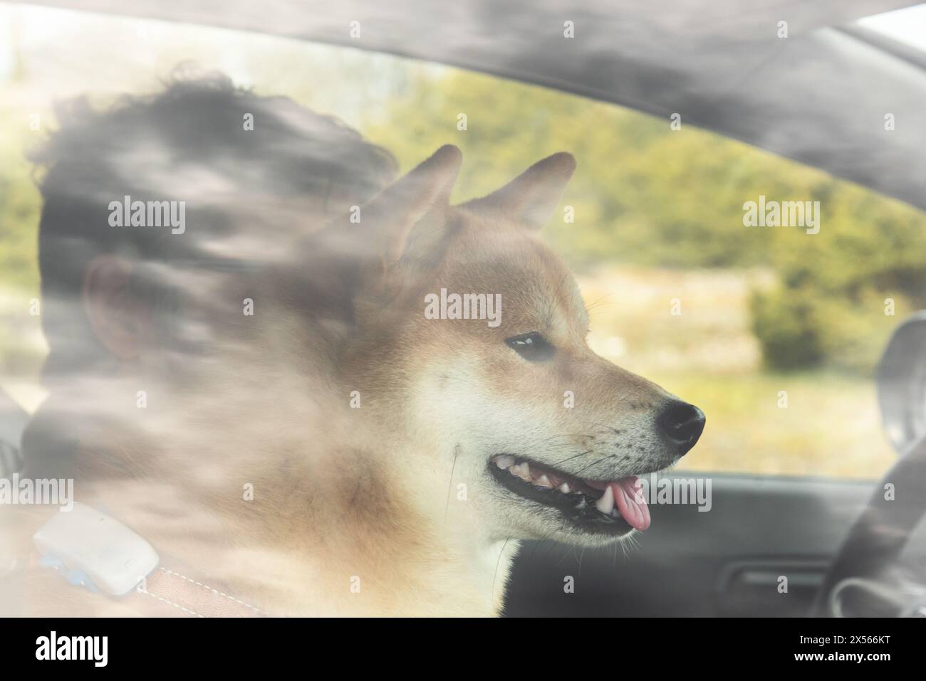 La faccia del cane Shiba inu attraverso il finestrino della macchina Foto Stock