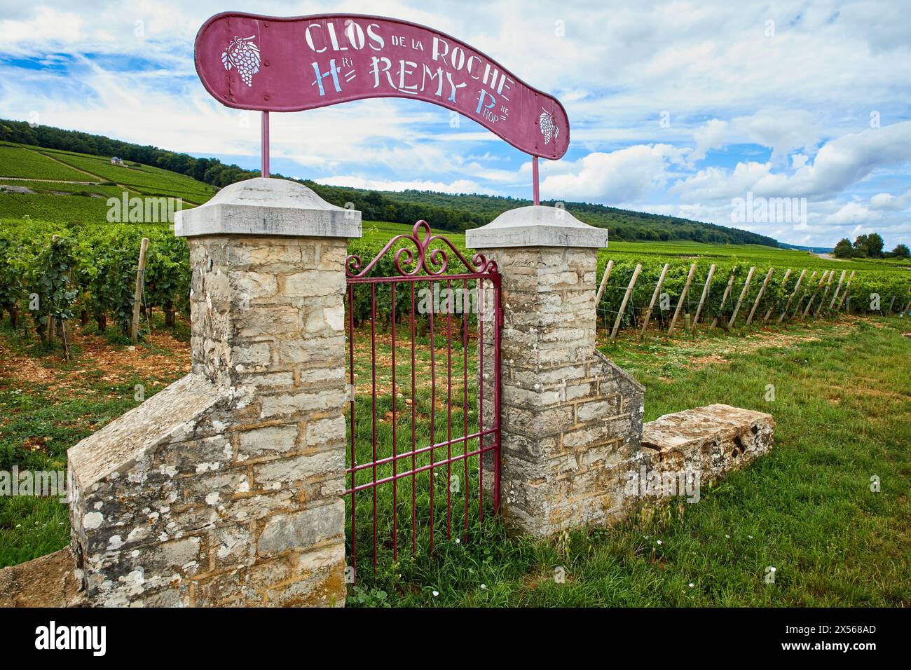 Il Pinot noir vigne, Clos de la Roche, Gevrey-Chambertin, Côte de Nuits, Côte d'Or, Borgogna, Borgogna, in Francia, in Europa Foto Stock