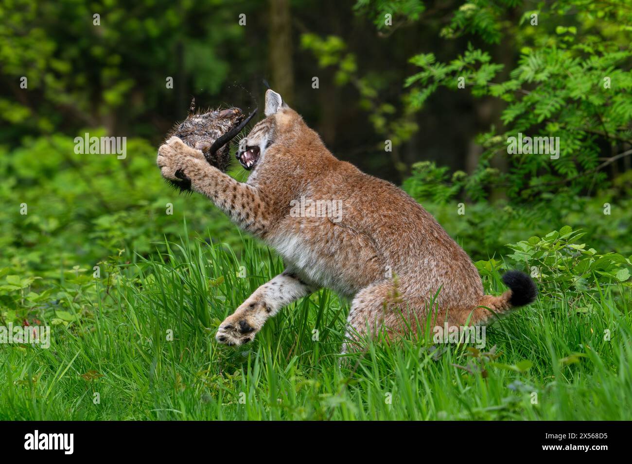 Caccia alla lince eurasiatica (lince lince) giovani che catturano il topo muschiato (Ondatra zibethicus) in un boschetto ai margini della foresta Foto Stock