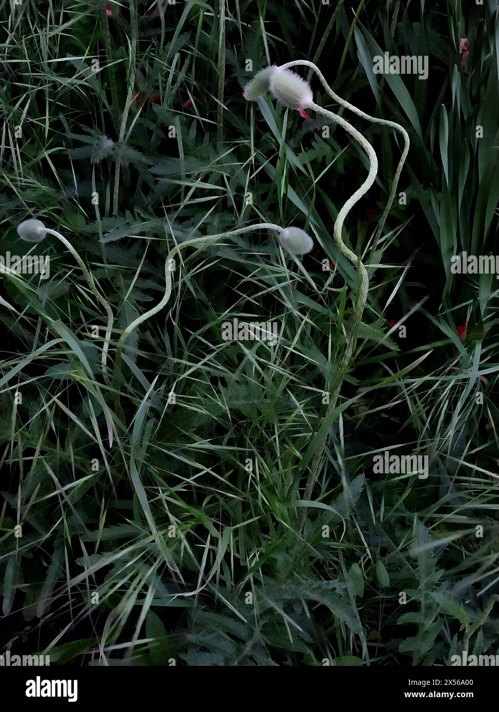 Giovani papaveri non soffiati nell'erba verde. Sfondo naturale Foto Stock