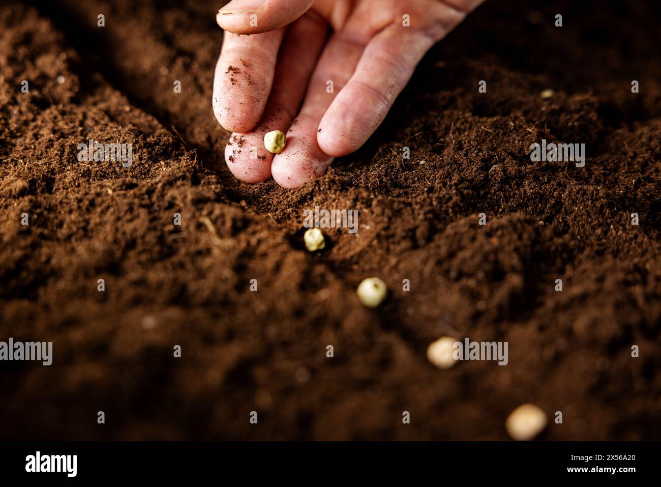 piantare a mano semi di pisello nel terreno. orto, agricoltura Foto Stock