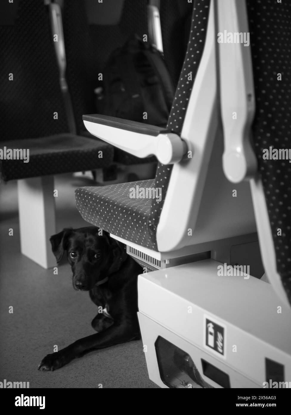 cane triste con grandi occhi che giace su un treno bianco e nero Foto Stock