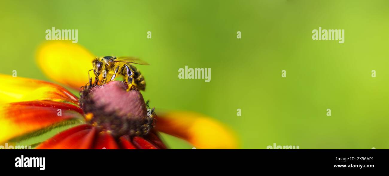 Striscione con ape a nido d'ape su fiore di rudbeckia giallo-arancione brillante. Raccolta di polline e nettare. Primo piano. copia spazio, spazio di testo, modello, layout, mocku Foto Stock