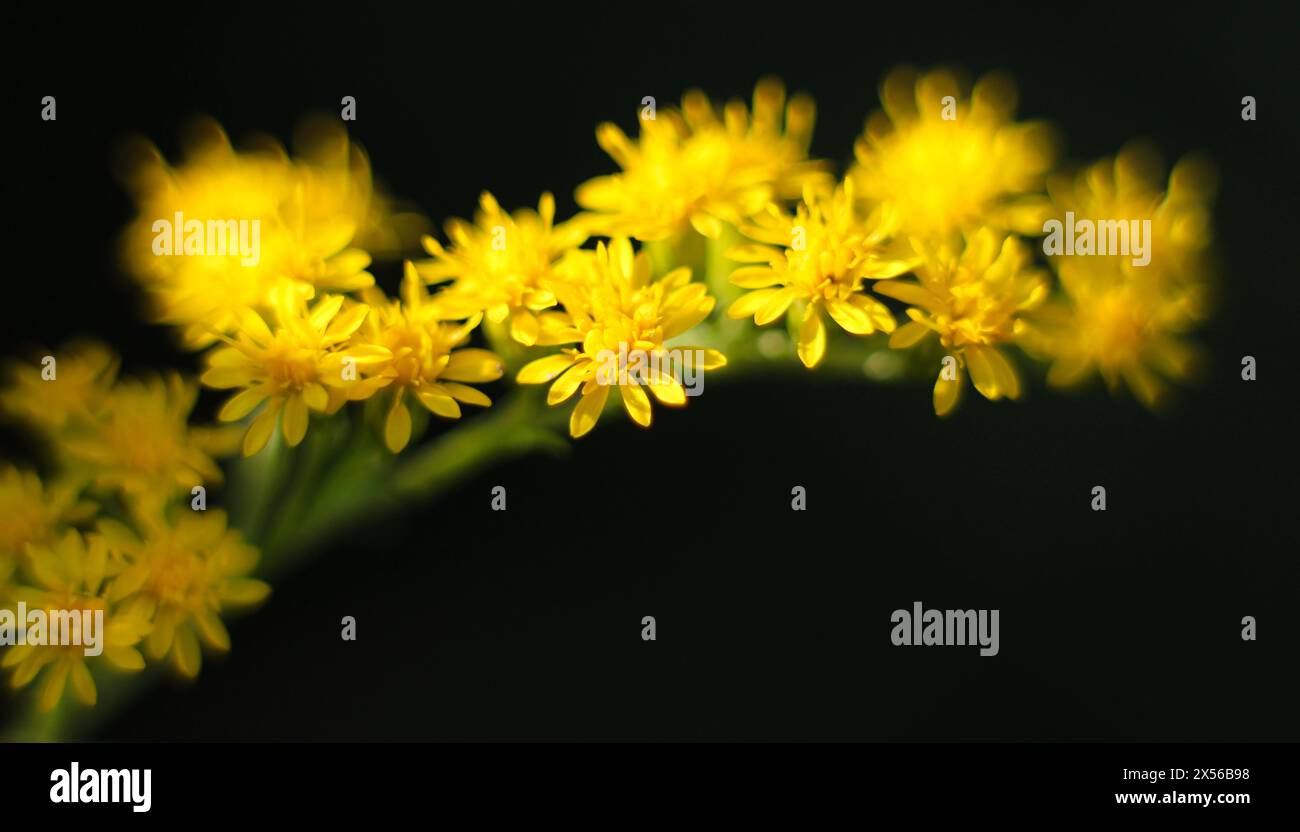 Striscione con fiori gialli luminosi su sfondo nero. Ramo di goldenrod. Spazio per testo, spazio di copia, modello, layout, layout, layout. Foto Stock