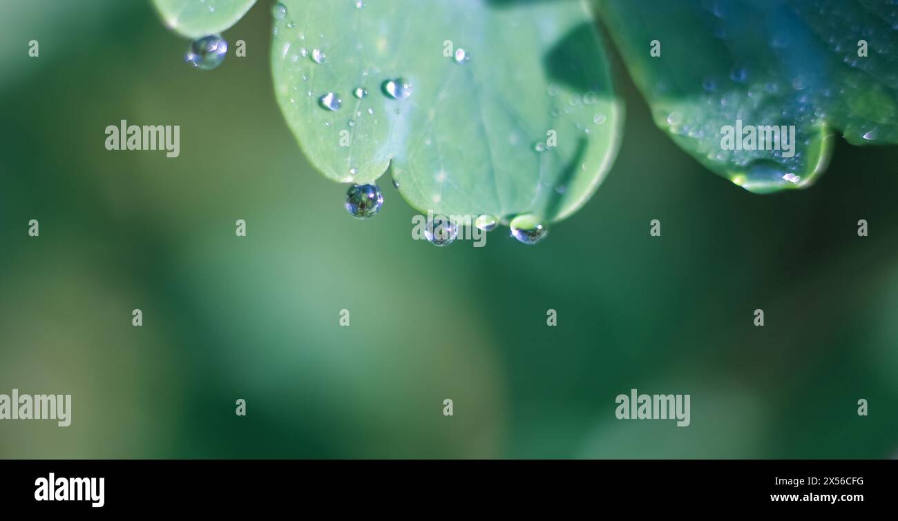 Striscione verde con gocce di pioggia su foglie illuminate dal sole. Spazio per testo, spazio di copia, modello, layout, mockup. Foto Stock