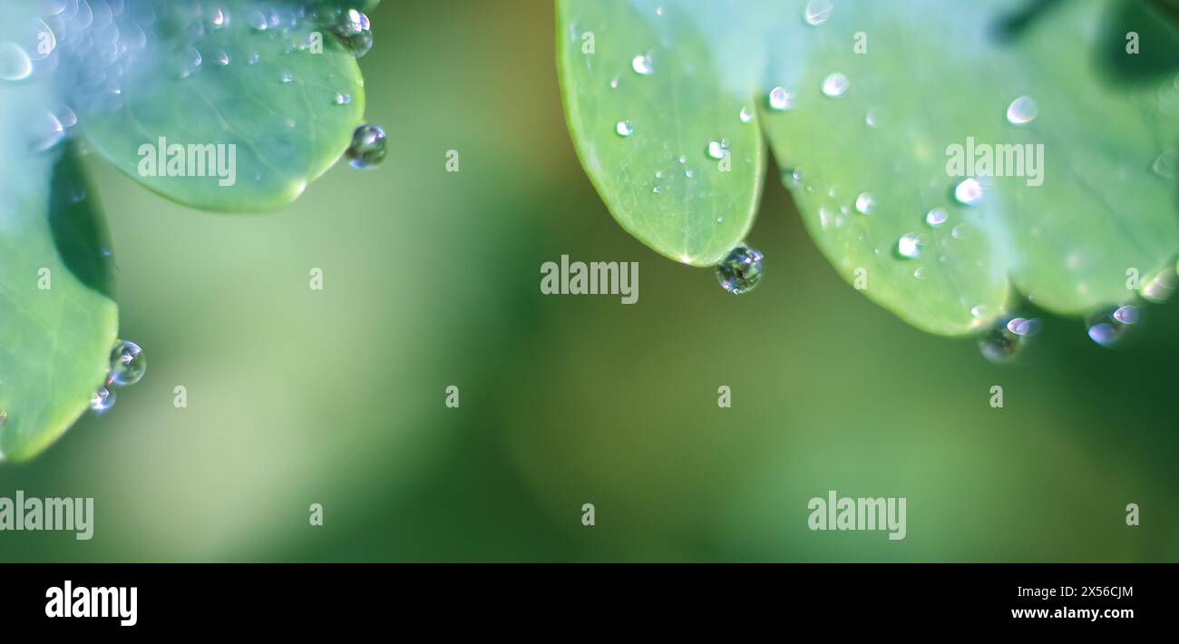 Cornice di foglie con gocce di pioggia illuminate dal sole. Spazio per il testo, spazio per la copia, modello, layout, mockup. Foto Stock