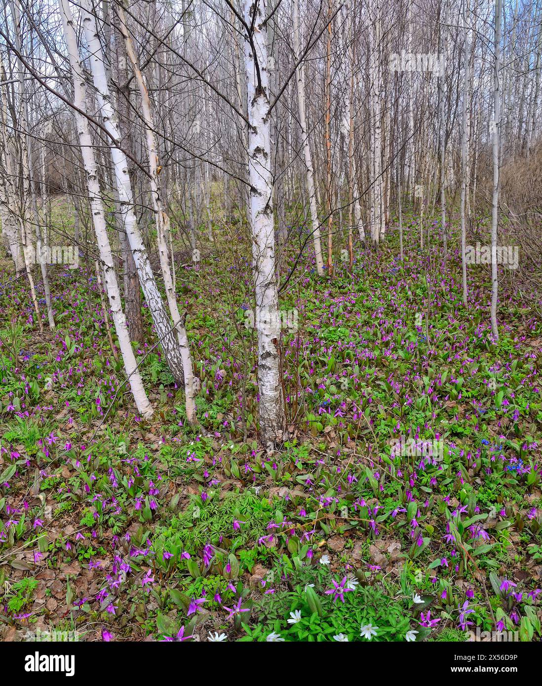 Pittoresco paesaggio primaverile in un boschetto di betulle con un tappeto colorato di fiori selvatici: Anemoni bianchi, fiori viola erythronium sibiricum, Pulmonaria blu Foto Stock