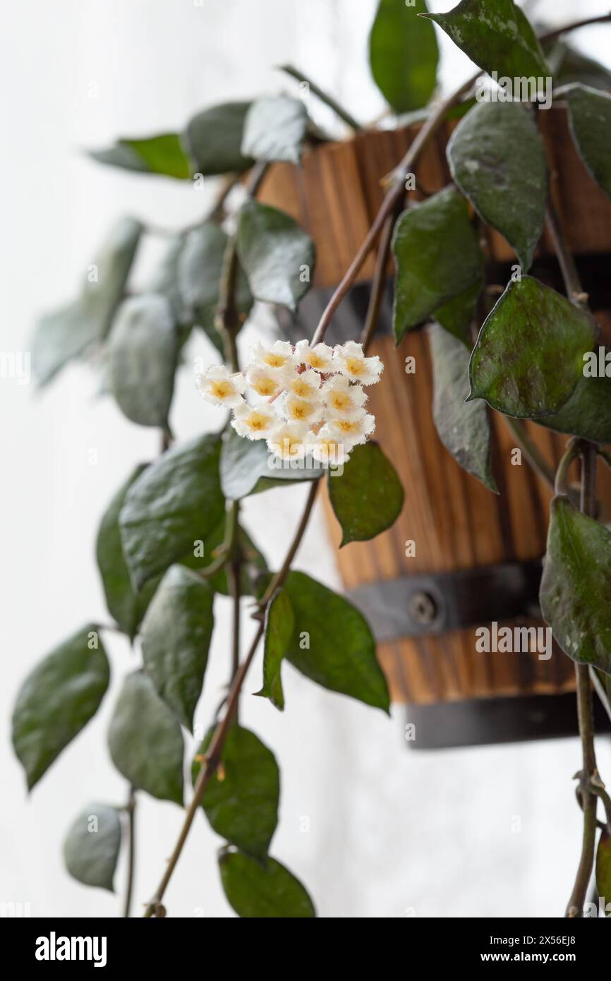Hoya Krohniana Black Leaves Blossom, incredibile casa sospesa in fiore con fiori bianchi Foto Stock