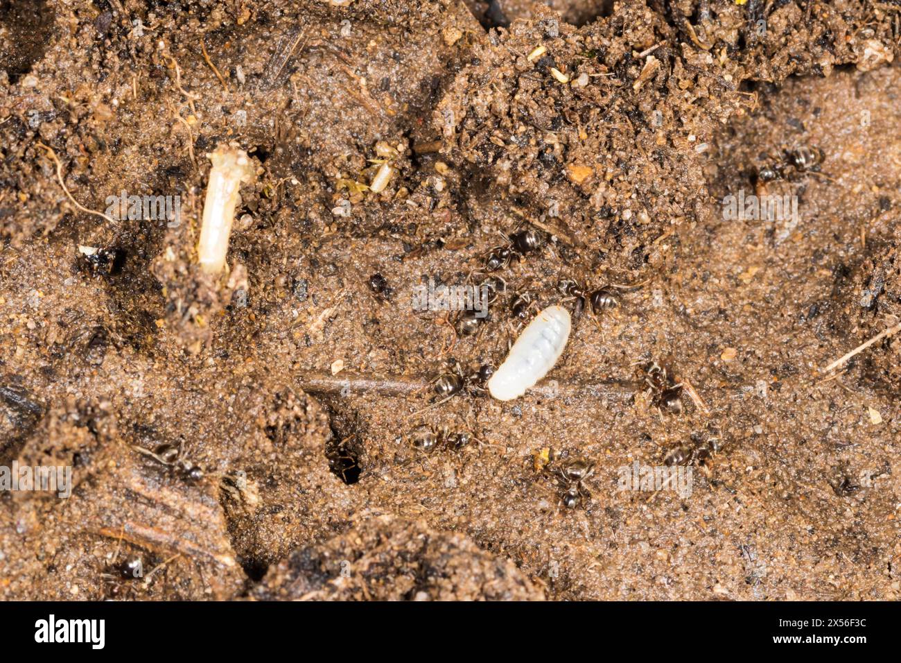 Formiche nere da giardino, Lasius niger, spostano le loro larve dopo un disturbo in una colonia in un bidone di compost da giardino. Foto Stock