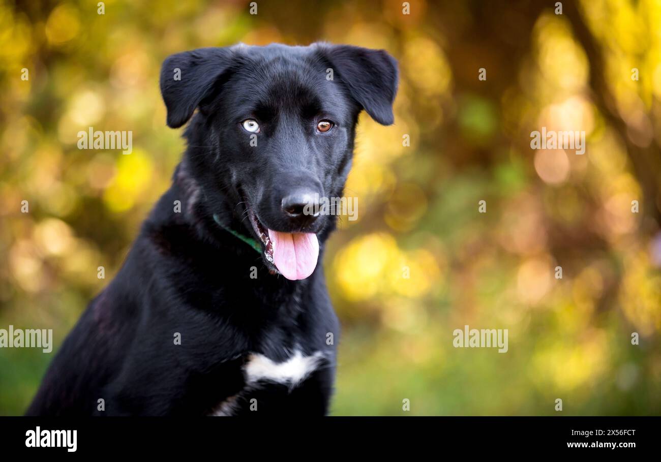 Un giovane cane di razza mista Retriever bianco e nero con eterocromia, un occhio blu e un occhio marrone Foto Stock