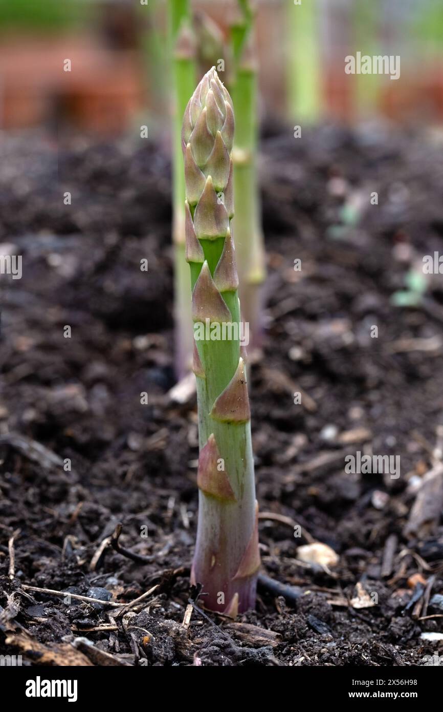 Primo piano di lancia di asparagi "Gijinlim" in un orto che emerge dal suolo prima di tagliare Foto Stock