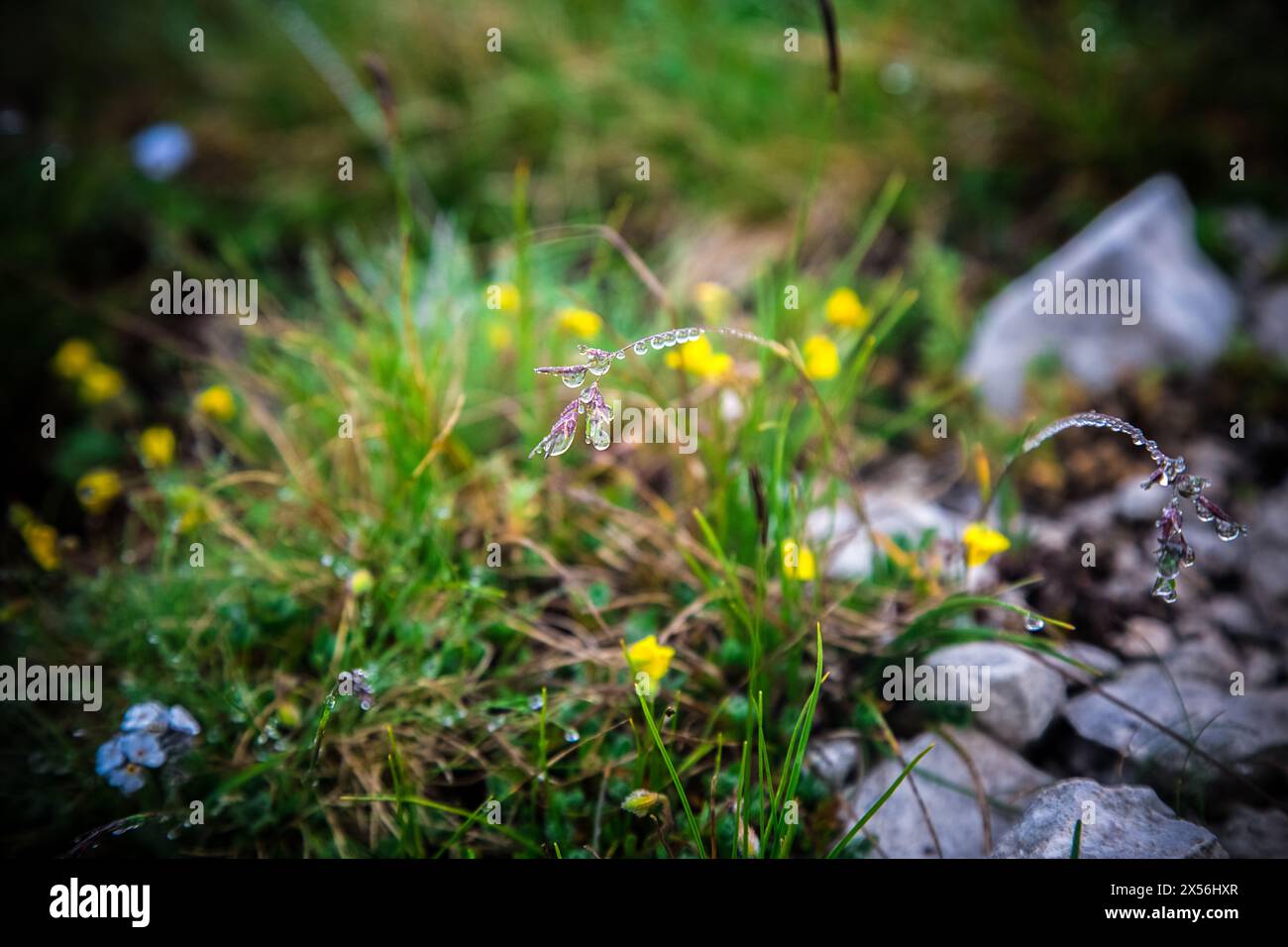 Dopo l'erba piovana con gocce d'acqua e sfondo sfocato con piccoli fiori gialli alpini, la crescita e le pietre non sono più visibili. piante nane della tundra Foto Stock
