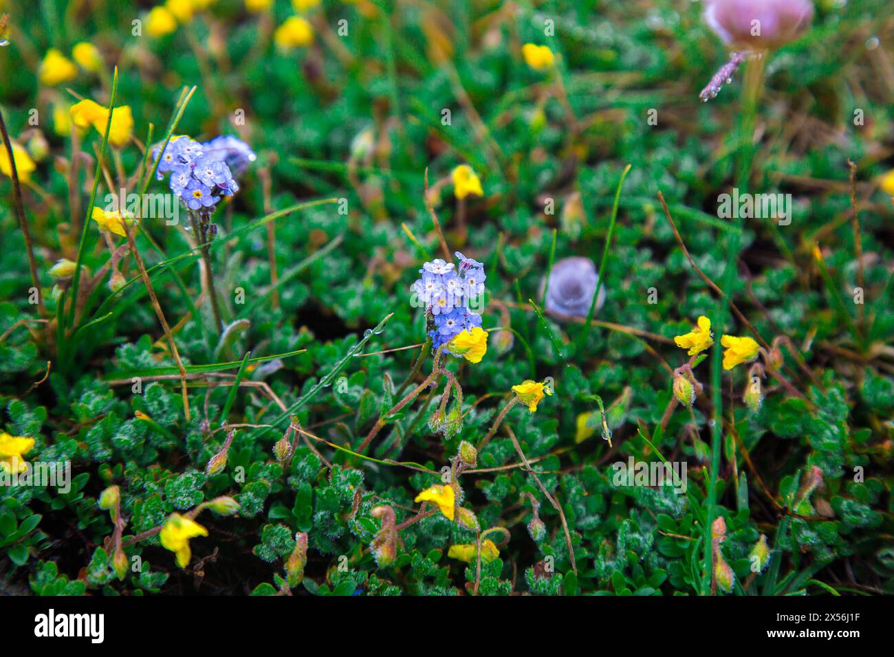 Piccoli fiori gialli alpini e noci dimenticati che crescono nel muschio. piante nane della tundra. Primo piano floreale. Mattina sulle Alpi. Flora della riserva naturale. Ecologia Foto Stock