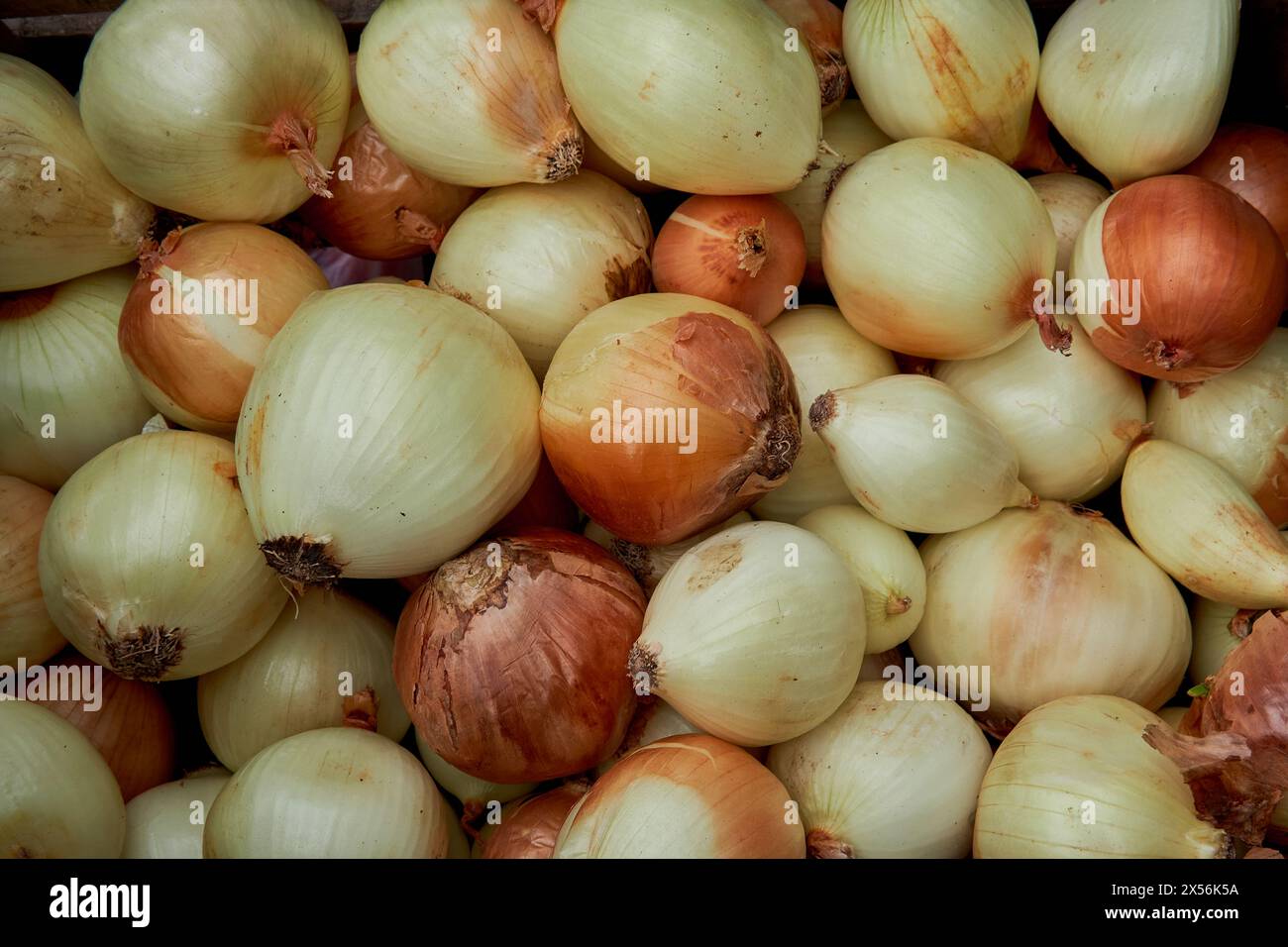 molte cipolle biologiche si accumulano in un negozio di fruttivendolo. Argentina Foto Stock