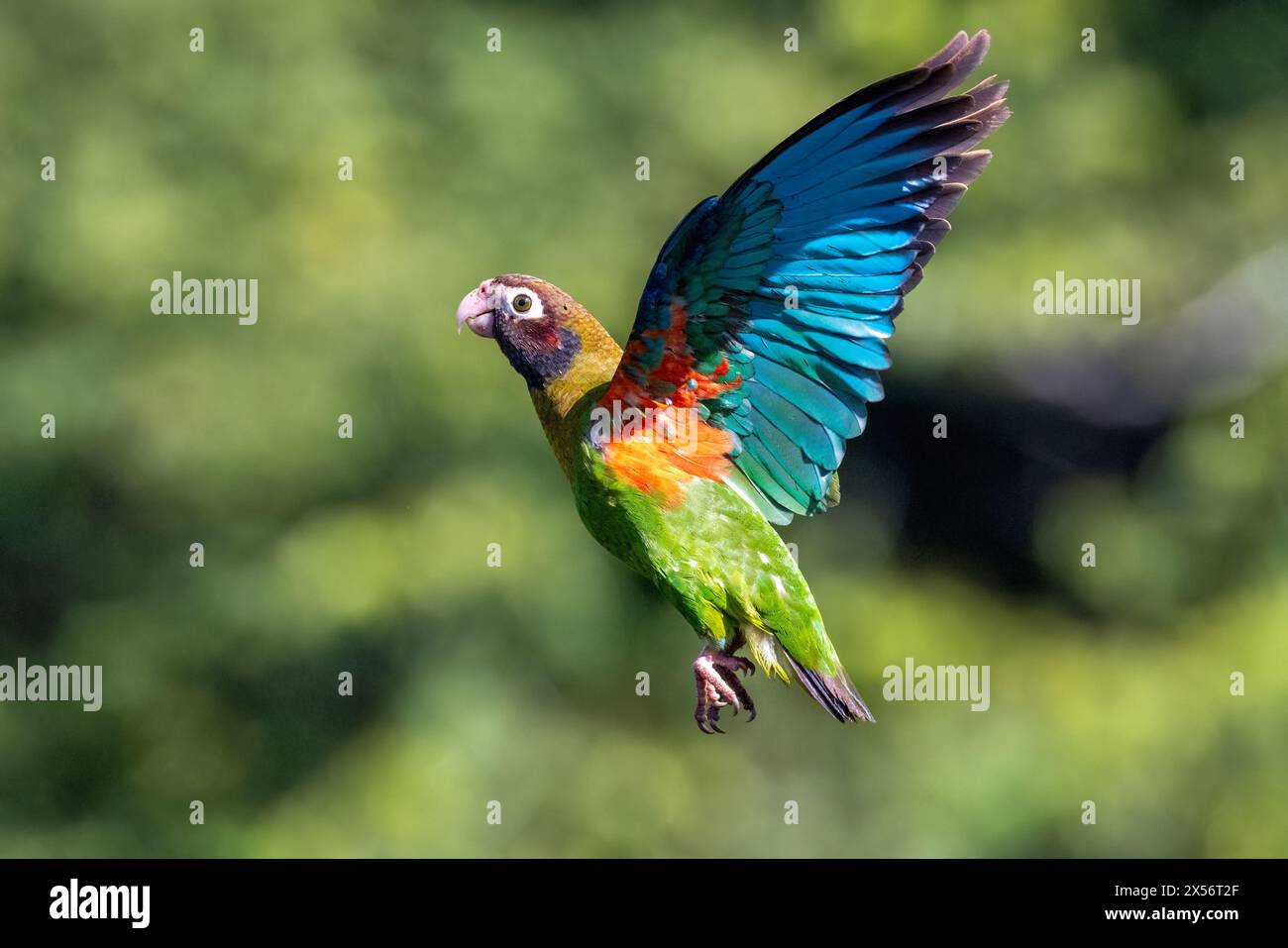 Pappagallo con cappuccio marrone (Pyrilia ematotis) in volo - la Laguna del Lagarto Eco-Lodge, Boca Tapada, Costa Rica Foto Stock