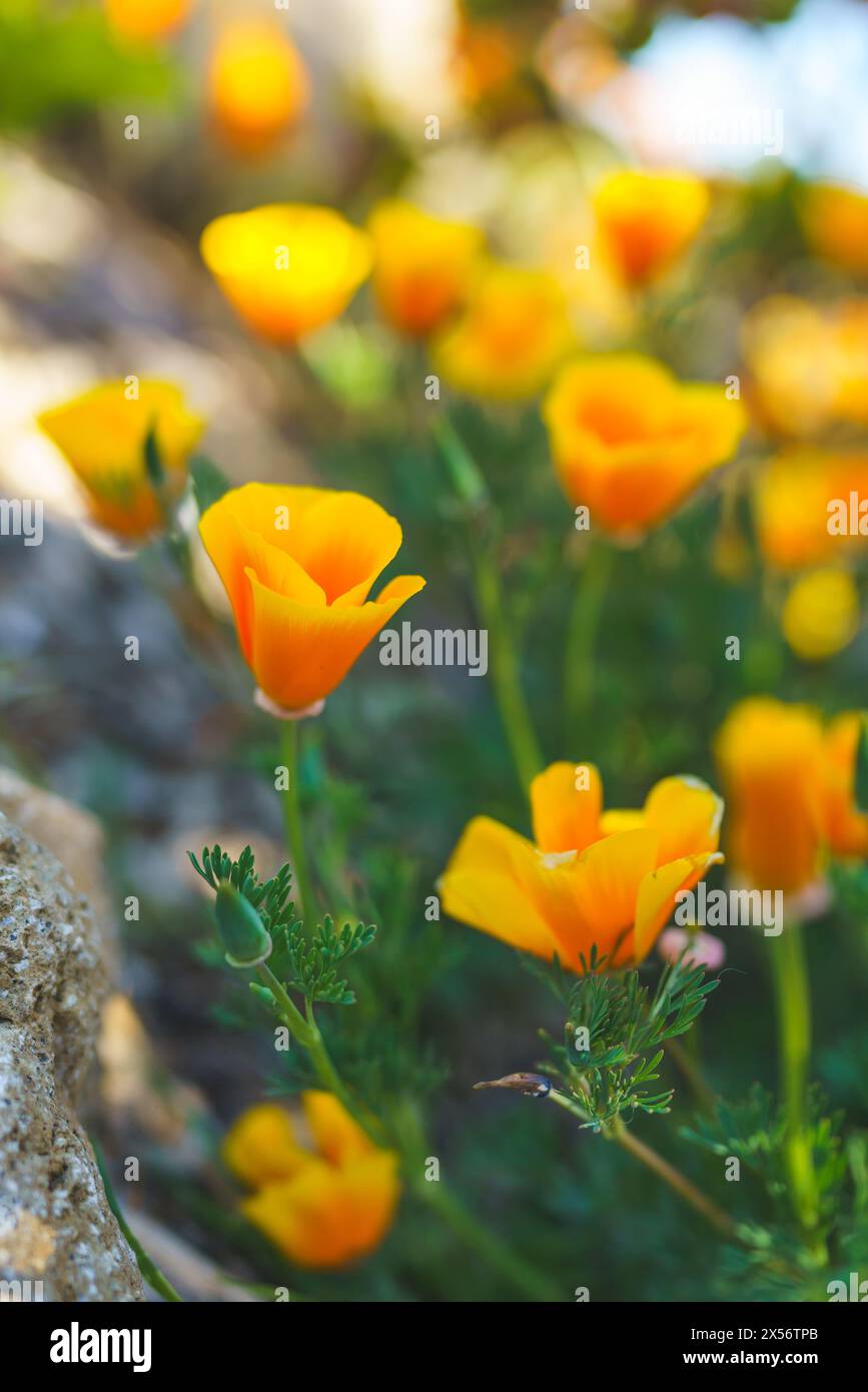 I papaveri dorati della California brillano sotto la luce del sole in un ambiente naturale. Foto Stock