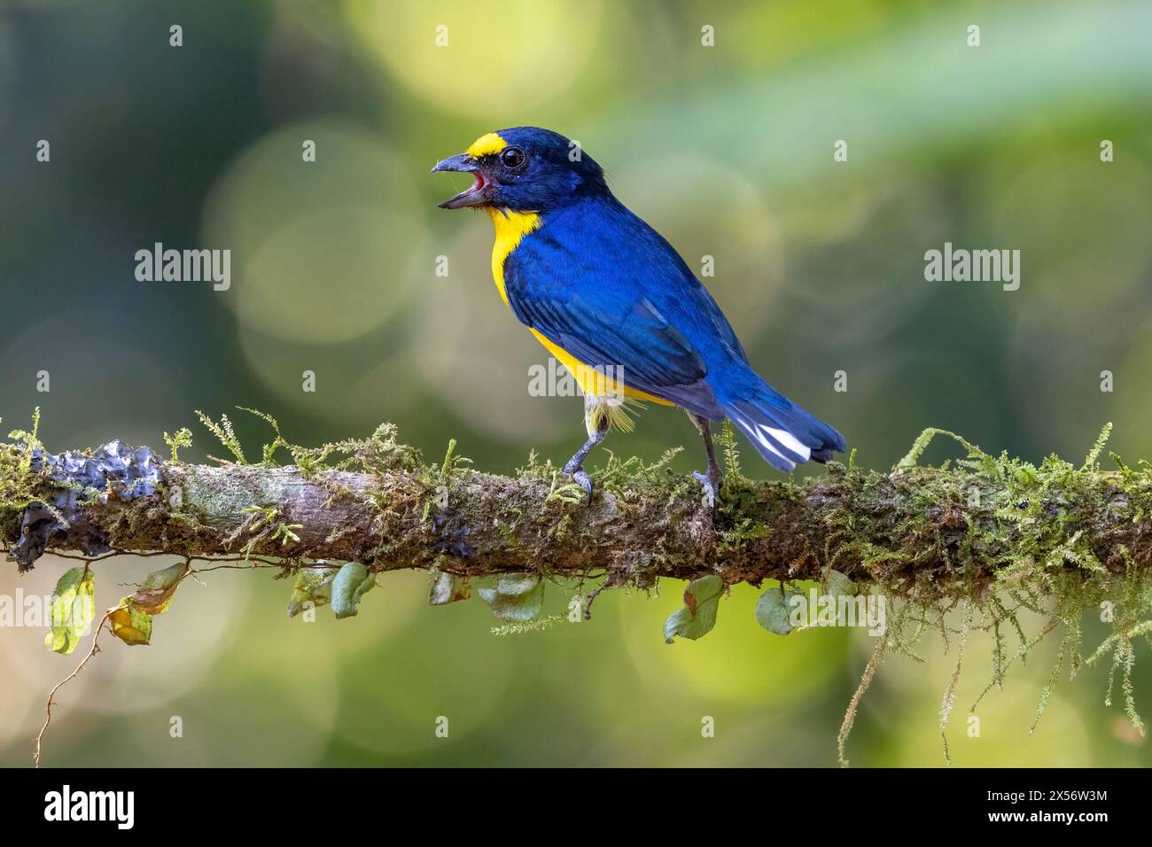 euphonia dalla gola gialla (Euphonia hirundinacea) maschile - Boca Tapada, Costa Rica Foto Stock