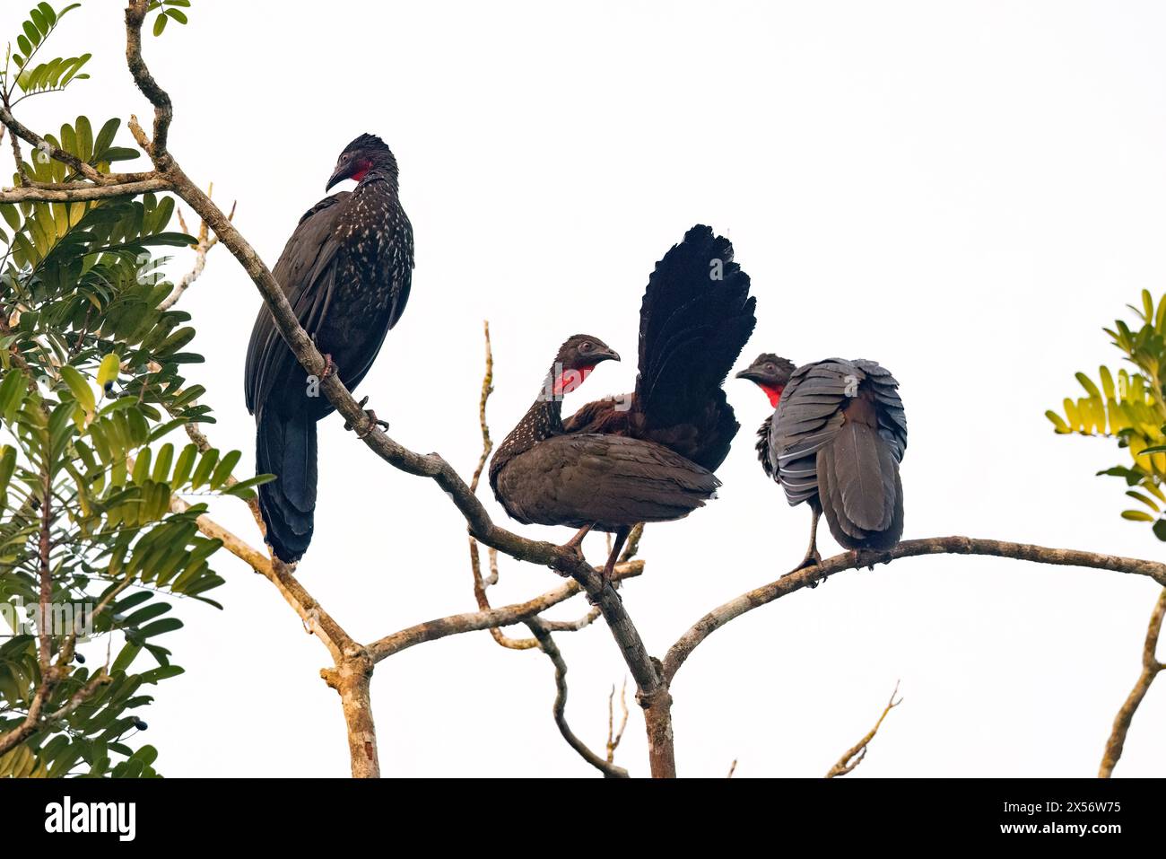 Crested guan (Penelope purpurascens) - La Laguna del Lagarto Eco-Lodge, Boca Tapada, Costa Rica Foto Stock