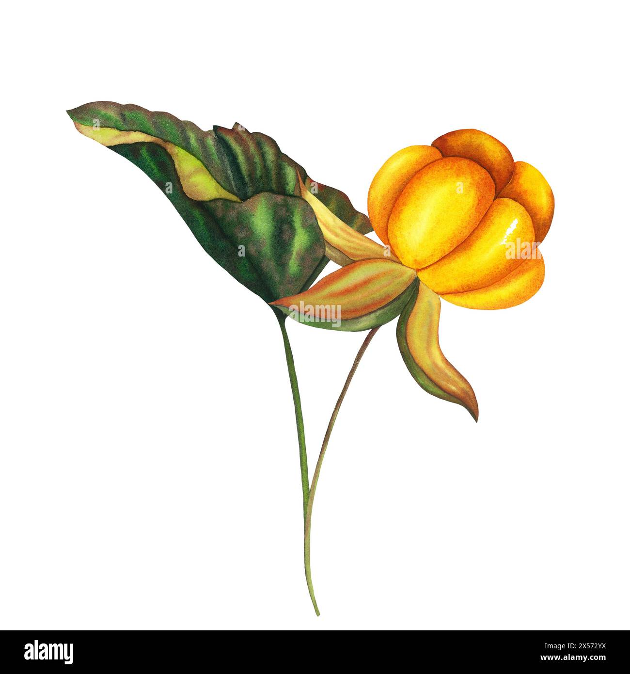 Acquerello, aranciato disegnato a mano, ramo di bacca con foglia. Illustrazione di frutti di bosco botanici su sfondo bianco isolato. Ottimo per gli adesivi, tag A. Foto Stock