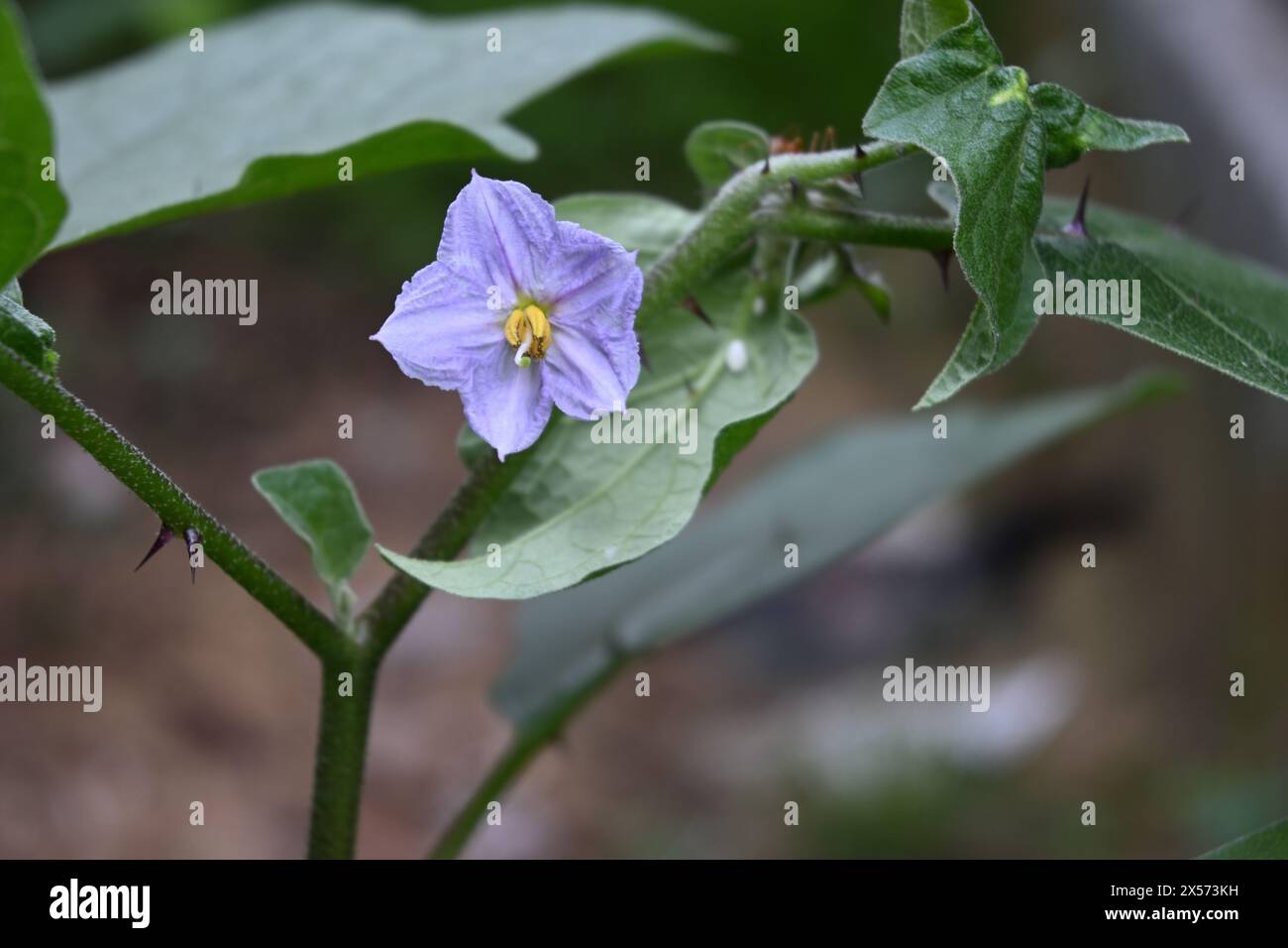 Vista di un piccolo bellissimo fiore di colore viola appartenente alla specie di melanzane (Solanum melongena) Foto Stock