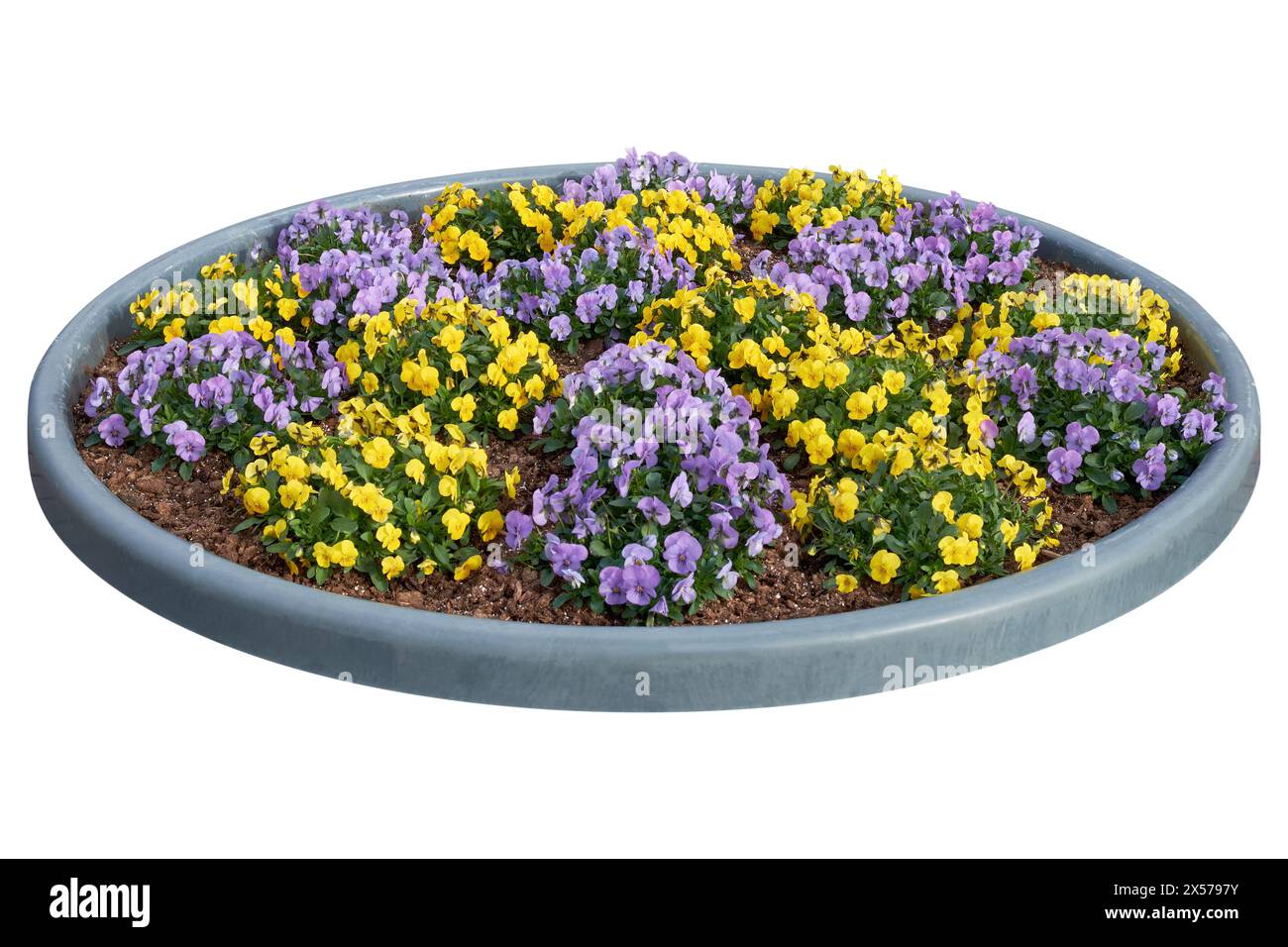 Bellissime pansie, violette, viole che crescono sull'aiuola. Viola tricolore fiori primaverili su aiuola, isolati su bianco. Design urbano e paesaggistico Foto Stock