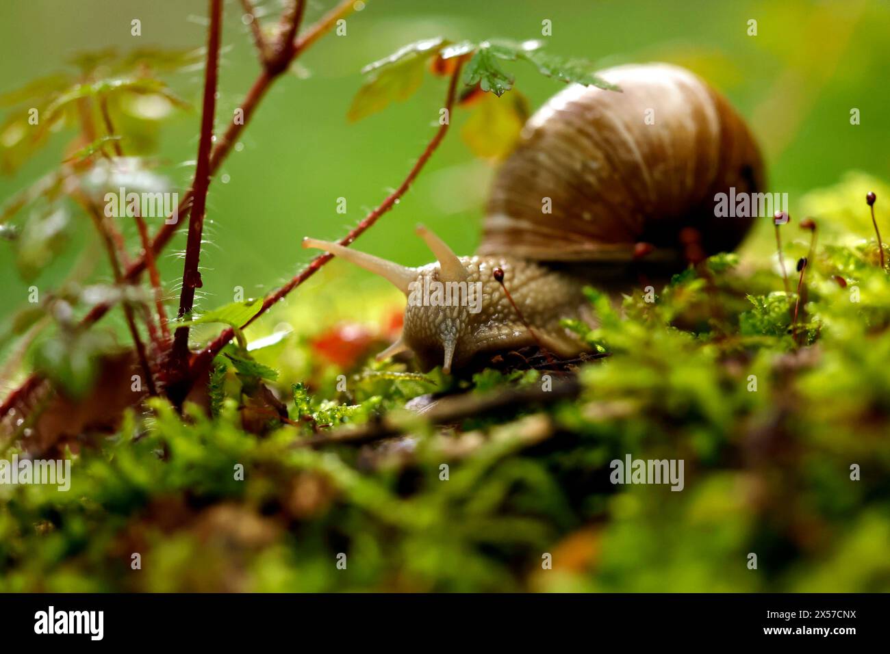 Eine Weinbergschnecke im Königsdorfer Forst. Die Weinbergschnecke ist eine gehäusetragende Landschnecke, Die systematisch zu den Landlungenschnecken und hier zur Familie der Helicidae gerechnet wird. Themenbild, Symbolbild Frechen, 08.05.2024 NRW Deutschland *** Una lumaca di vigneto a Königsdorfer Forst la lumaca di vigneto è una lumaca di terra che viene sistematicamente classificata come lumaca di terreno e qui come membro della famiglia Helicidae immagine a tema, immagine simbolica Frechen, 08 05 2024 NRW Germania Copyright: XChristophxHardtx Foto Stock