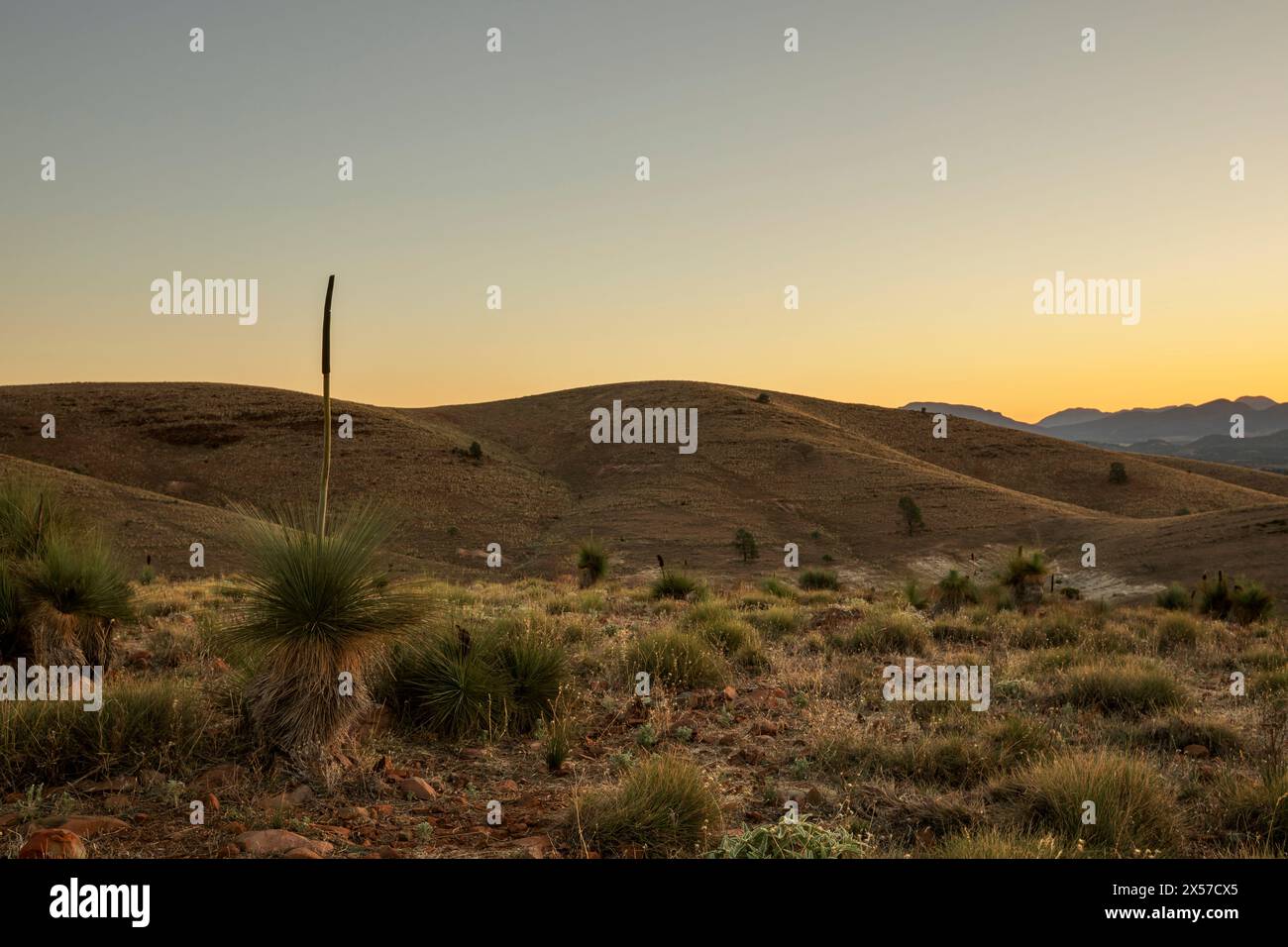 Wilpena Pound all'interno dei Flinders Ranges in Australia meridionale Foto Stock